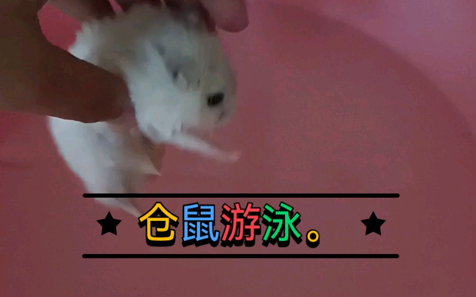 仓鼠游泳ω