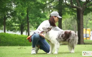 Pfh治疗犬 搜索结果 哔哩哔哩 Bilibili