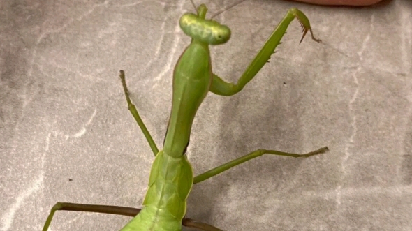 有人知道这种体型的螳螂到底是华斧还是台斧斧?