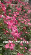 Download Video: 杭州观赏月季蔷薇不必去西湖人挤人，这条线路花美人少：大关公园-大关地铁站C口-京杭小学-京杭幼儿园-小河直街