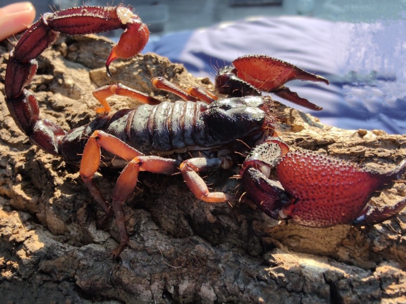 印度红爪雨林蝎Gigantometrus swammerdami(斯氏)的交配过程(有排出精荚和精荚刺入生殖腔的特写)哔哩哔哩bilibili