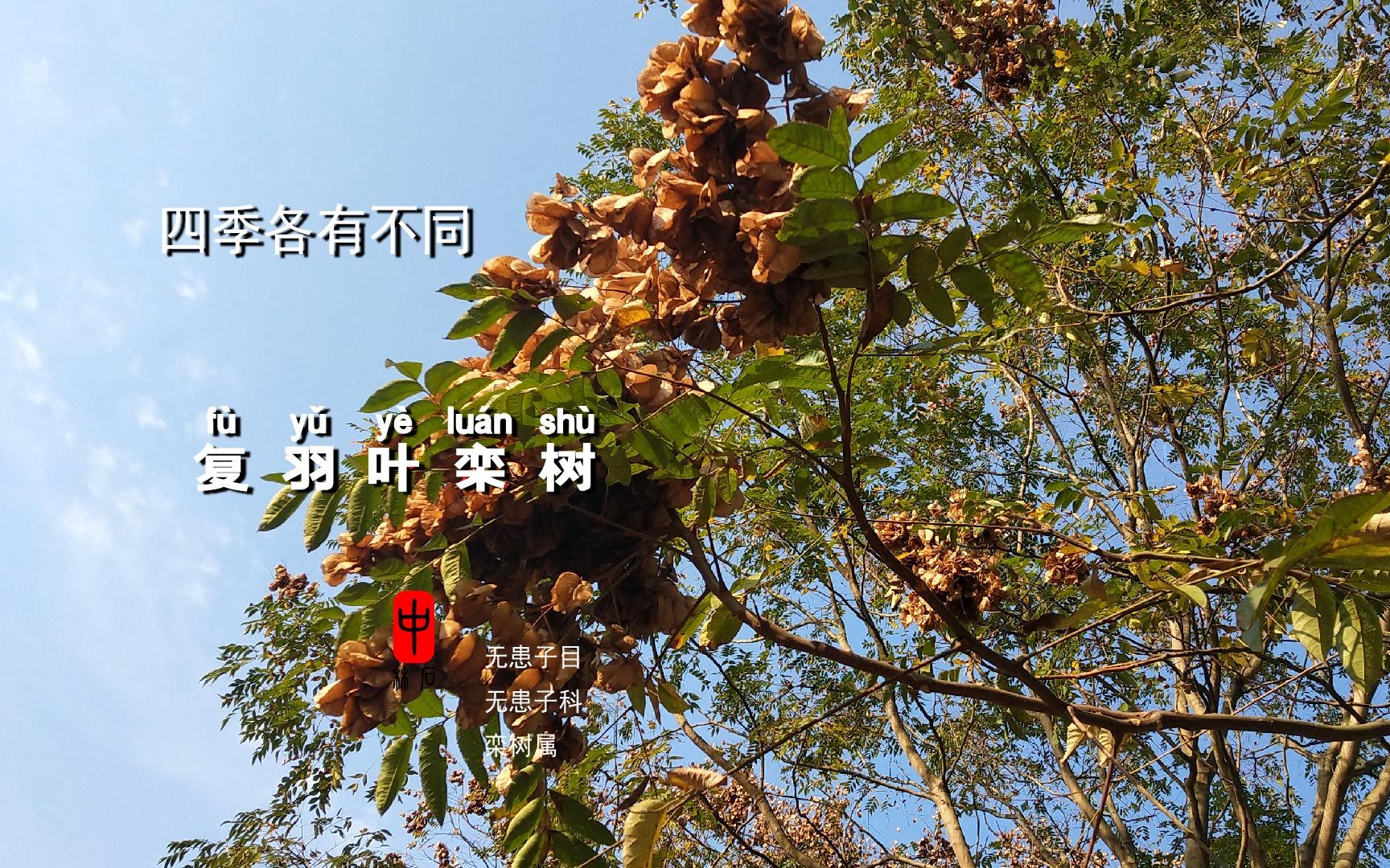 2号种子可以串来做佛珠所以古时寺庙常栽种栾树