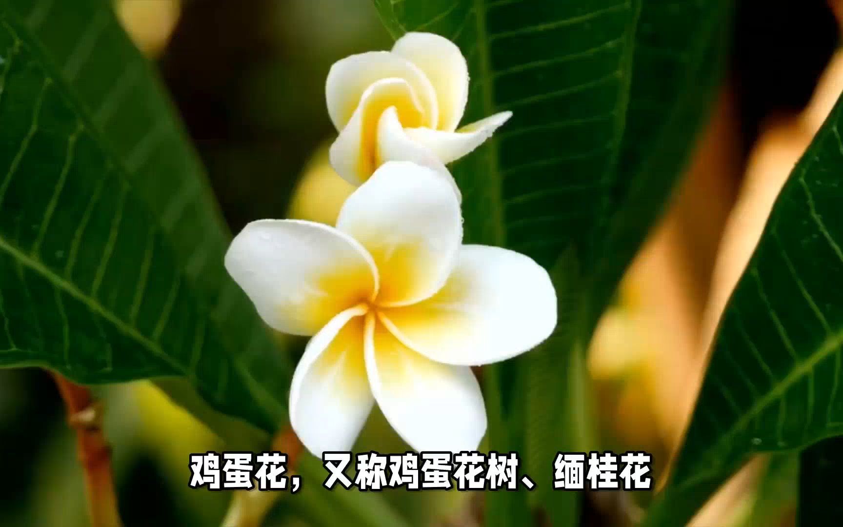 鸡蛋花的花语是什么