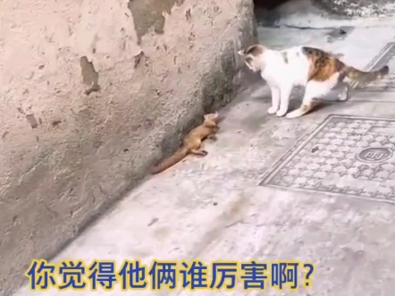 黄鼠狼抓老鼠比猫厉害图片