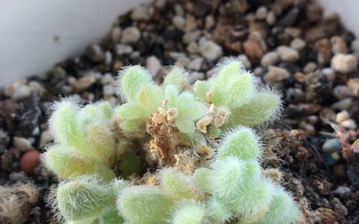 多肉植物信东尼Sedum hintonii 4年变化也叫毛叶蓝景天分布于墨西哥 