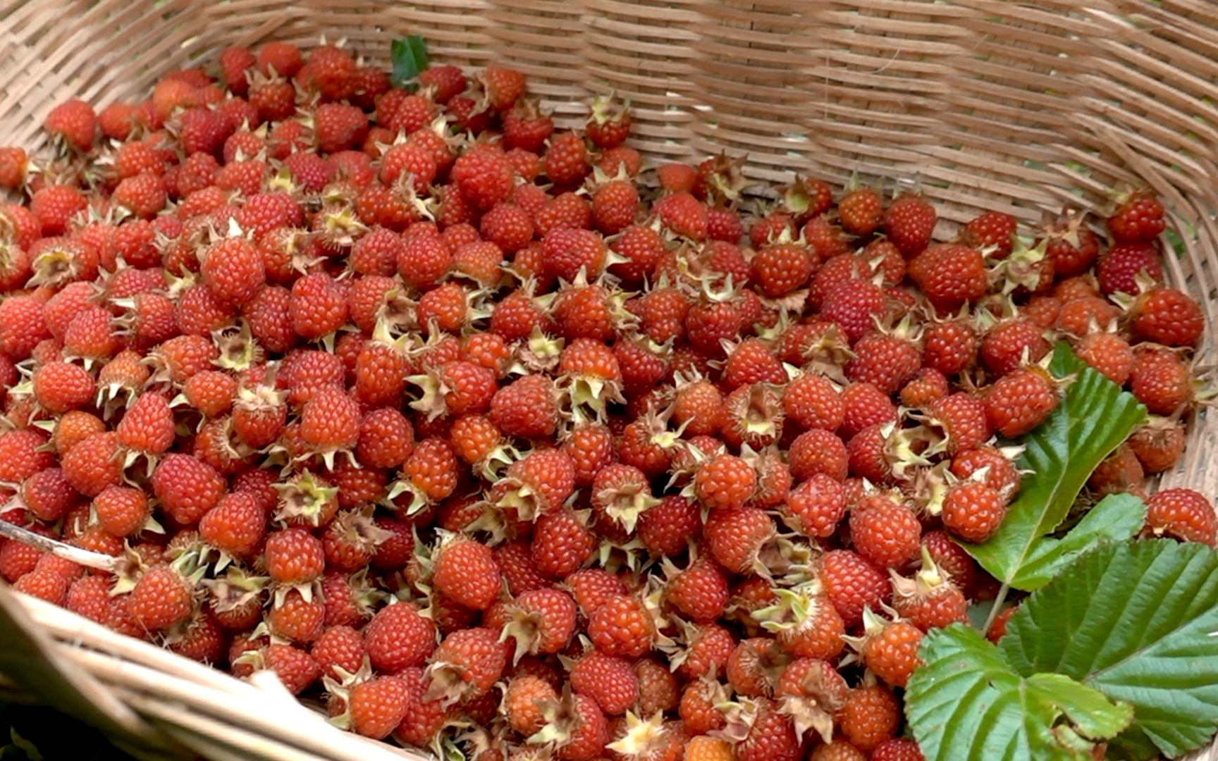 三月泡根的功效(三月泡根:春季必备的养生良品)