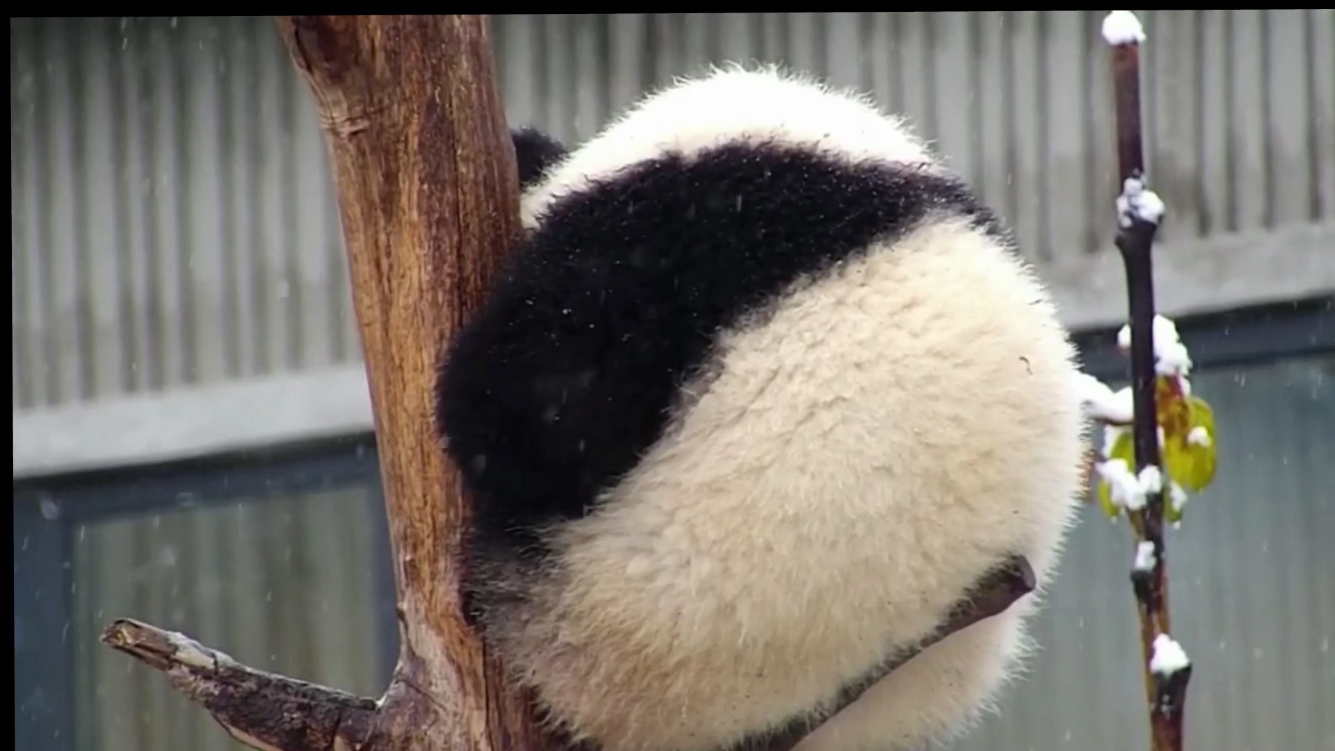 熊猫:情人节人家都成双成对 孤独的背影