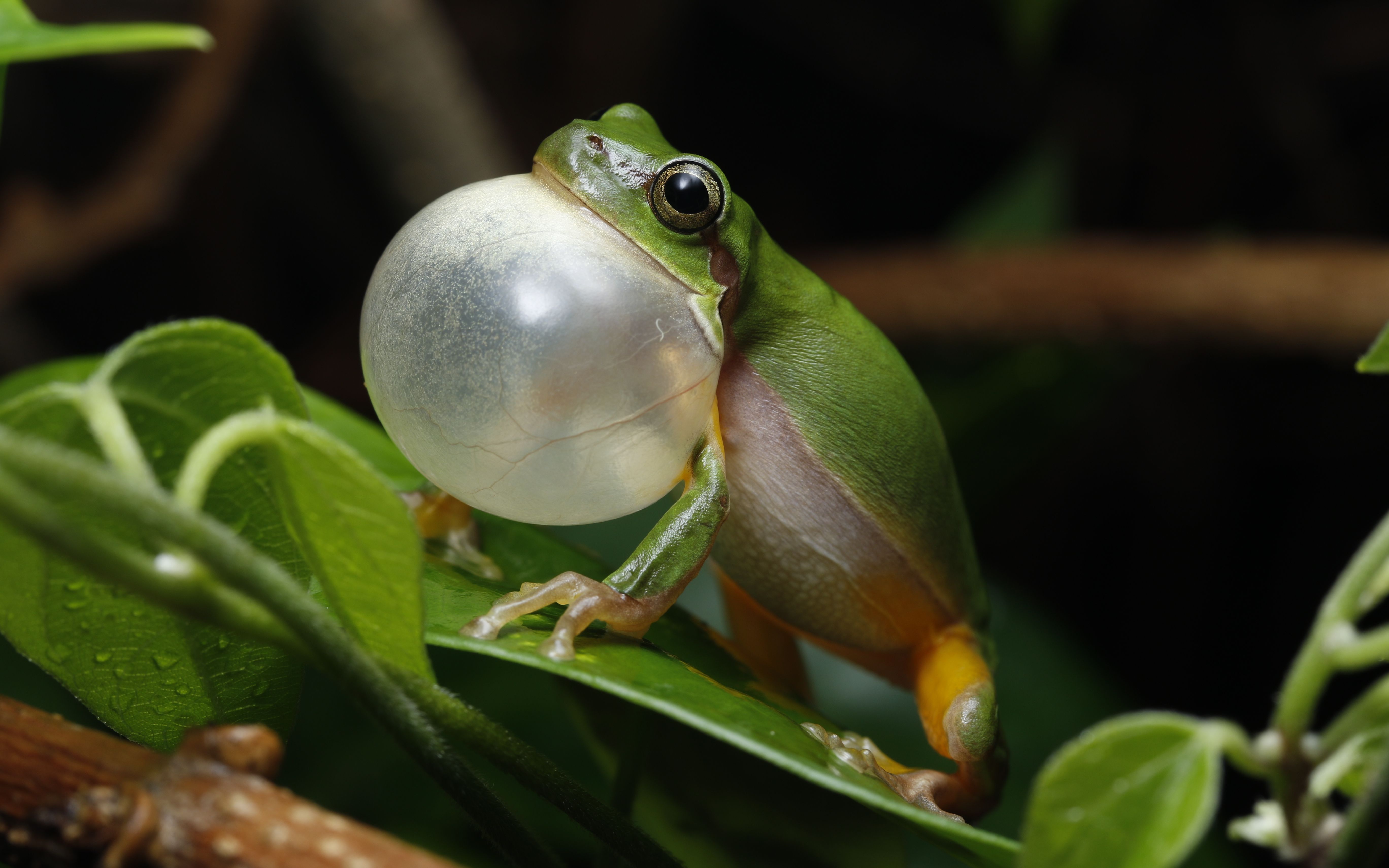 谷雨蛙鸣:华南雨蛙&花姬蛙_哔哩哔哩 (゜-゜)つロ 干杯~-bilibili