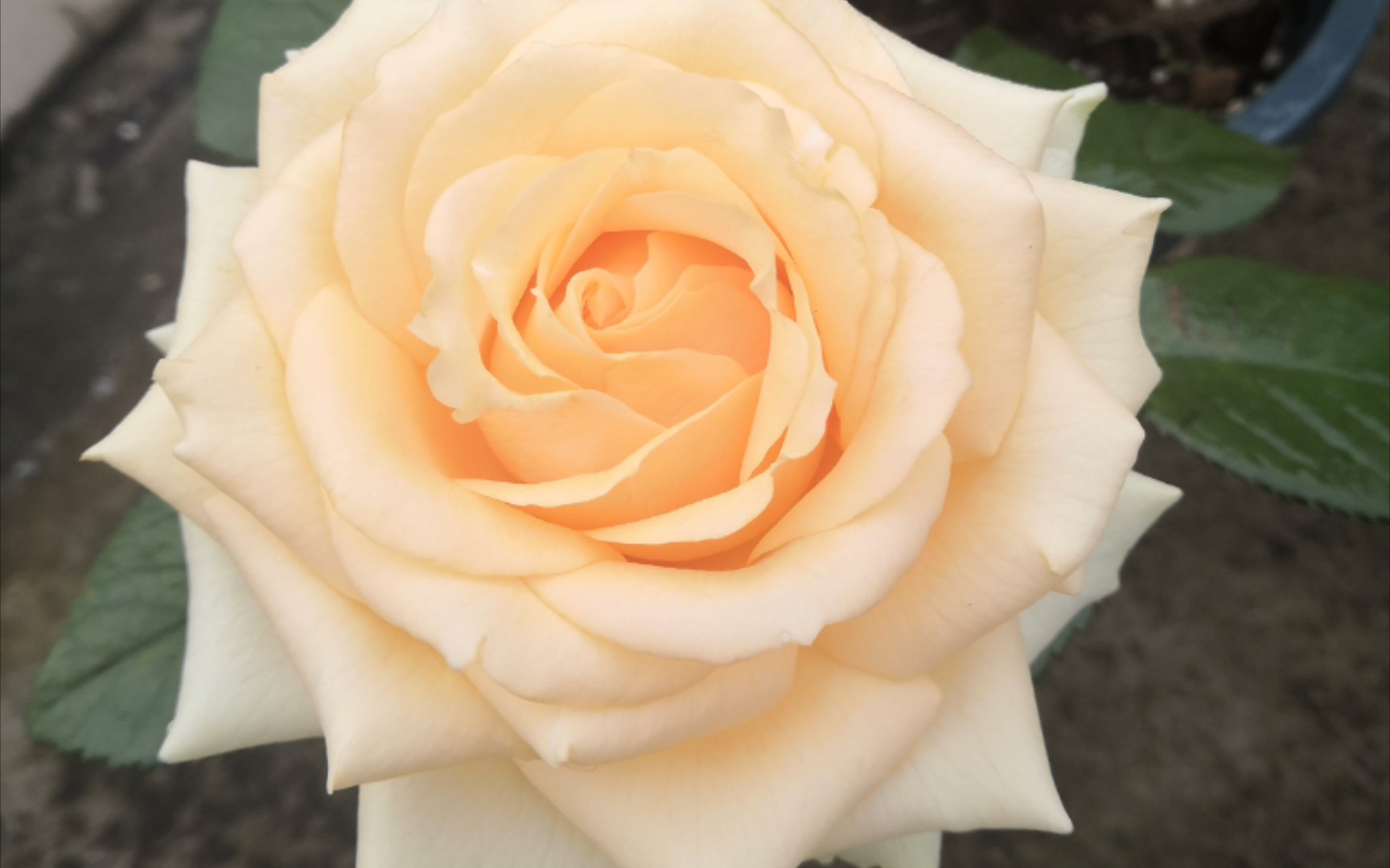 【月季】进来欣赏蜜桃雪山的颜值吧 每一帧都不舍得剪 没开滤镜美颜