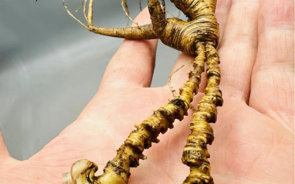 40年老山参,两个芦头能查出来参龄,太老了