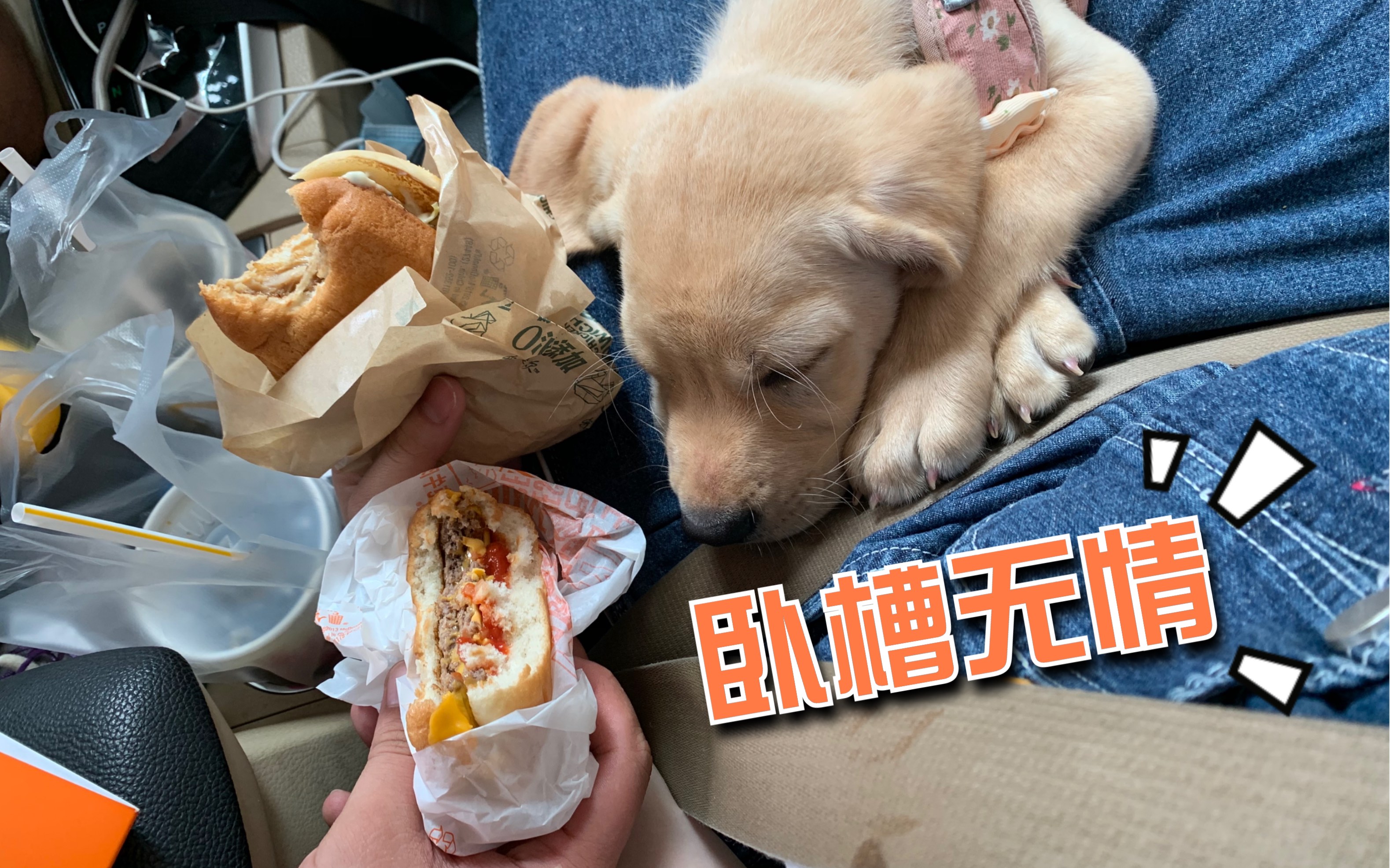 【拉布拉多】当你偷懒让别人去准备饭饭,那么你的狗狗也会无情的抛弃