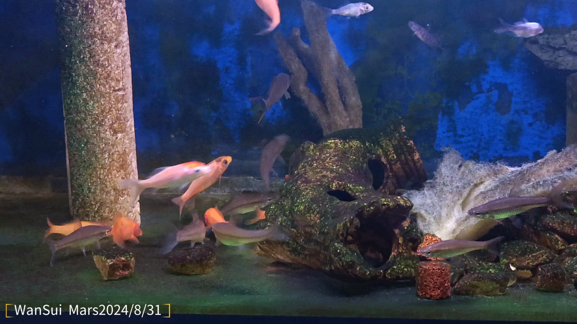 一缸鱼,小锦鲤和麦穗,看看能长多大,这是个漫长的等待