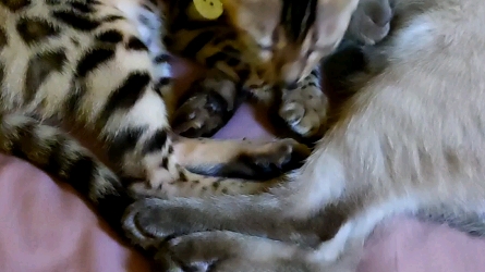 暹罗和豹猫杂交的宝宝图片