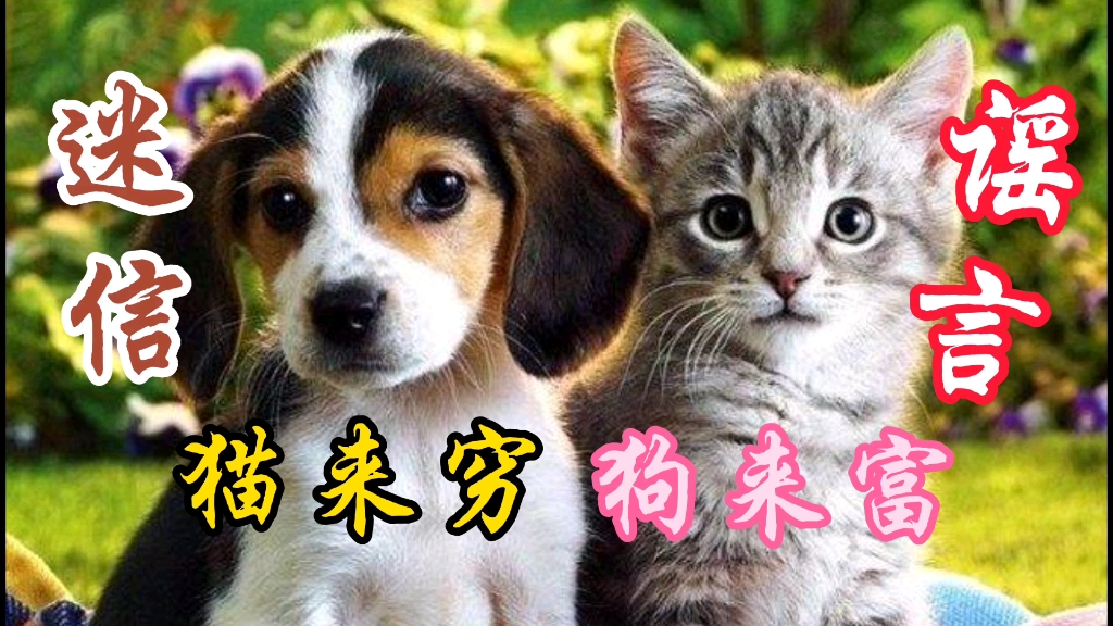 猫来穷狗来富是谣言还是迷信你们会因为这句话区别对待它们吗