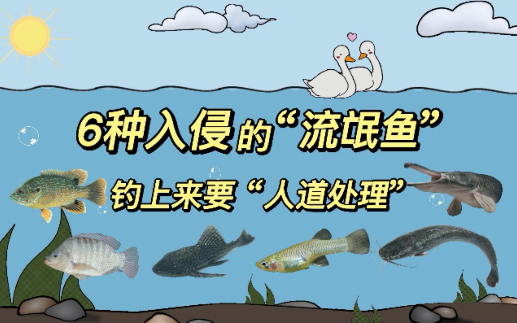 盘点6种入侵的“流氓鱼”,钓到了别放生,“人道处理”最妥当哔哩哔哩bilibili