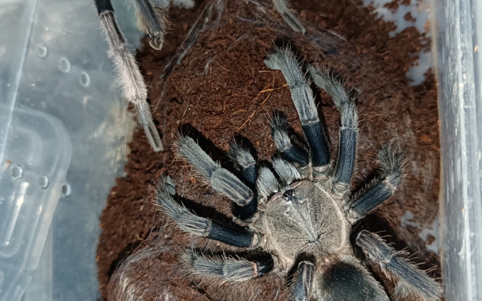 缨毛蛛的求偶舞蹈