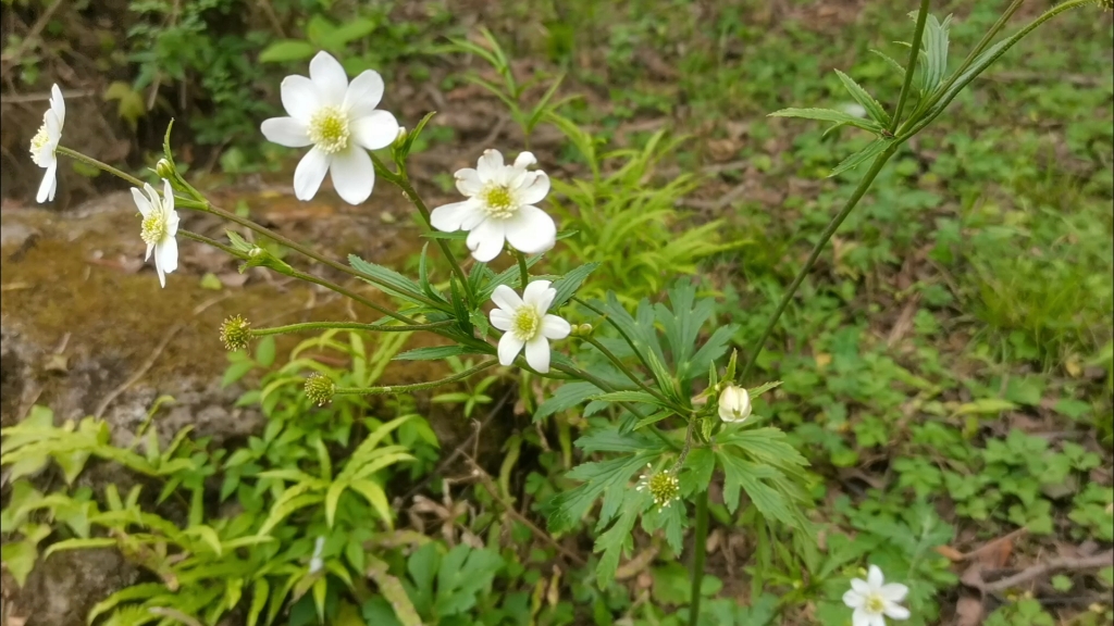 草药虎骨草的药效图片