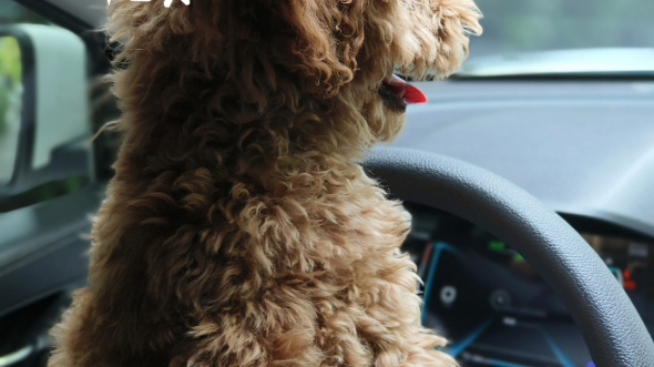 开车的泰迪记录