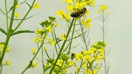 蜜蜂飛舞慢動作