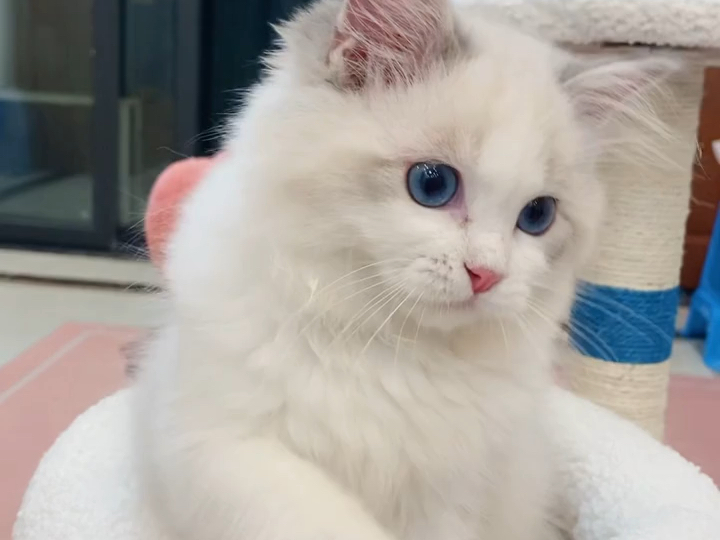 蓝山布偶 找家长