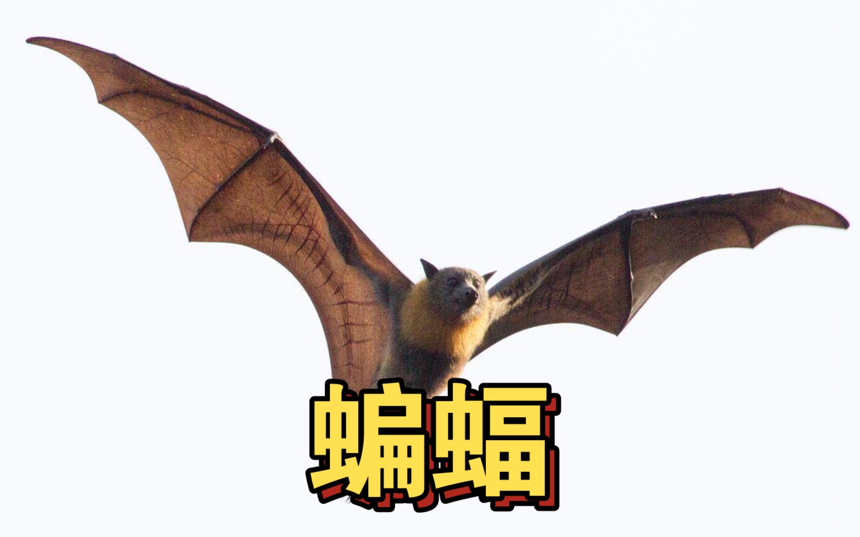 蝙蝠:会飞的哺乳动物