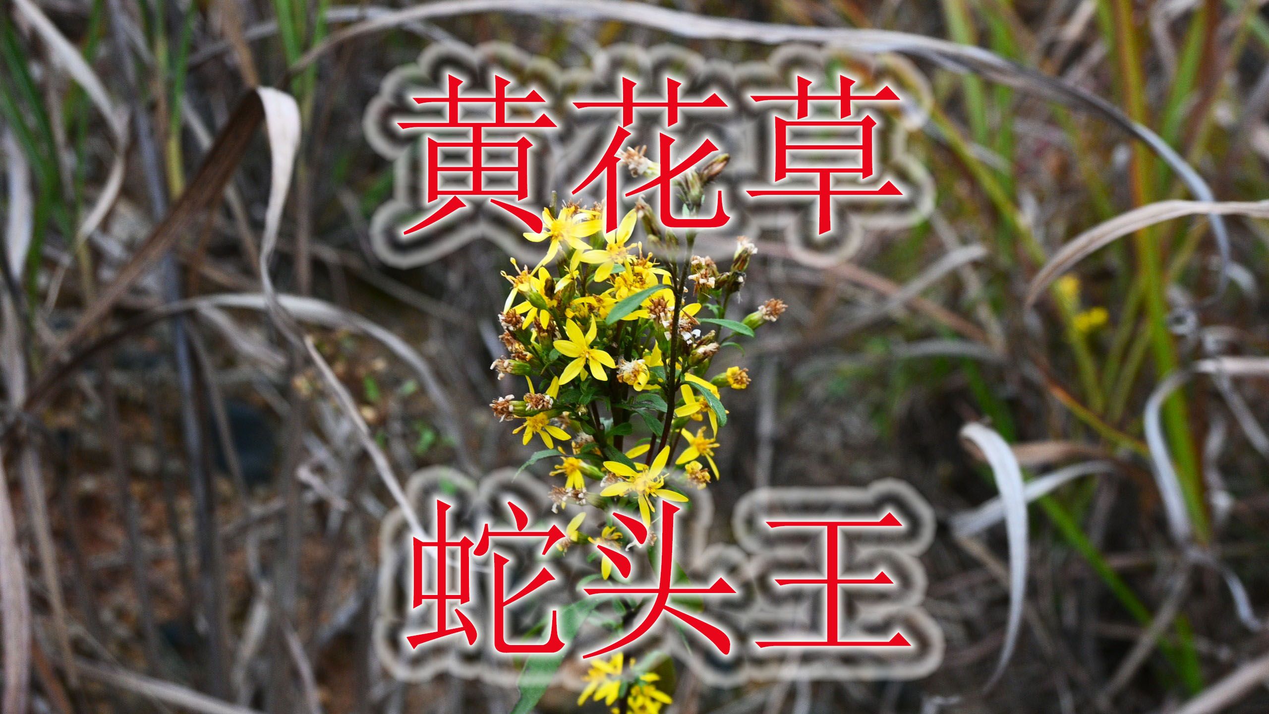 荒野常见蛇药"一枝黄花",植物别称"蛇头王",家畜误食会中毒