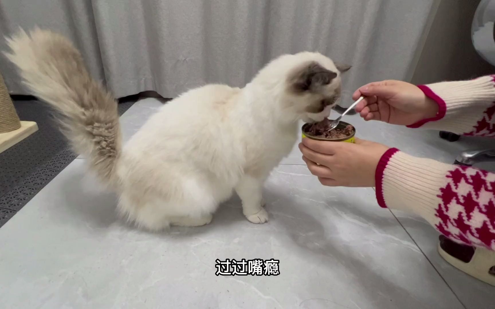 猫能吃猫罐头吗?主食罐头和零食关系到底有什么区别哔哩哔哩bilibili