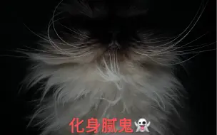 Download Video: 白天不熬猫晚上猫熬你