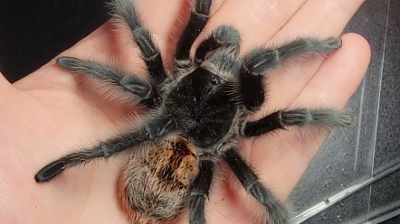 巴西巨人红尾gi上手