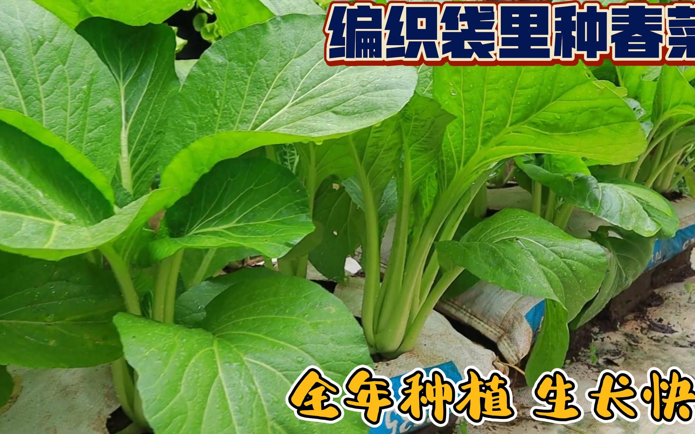 在编织袋里种大叶春菜,全年都可以种,1个月就能采摘值得一试!