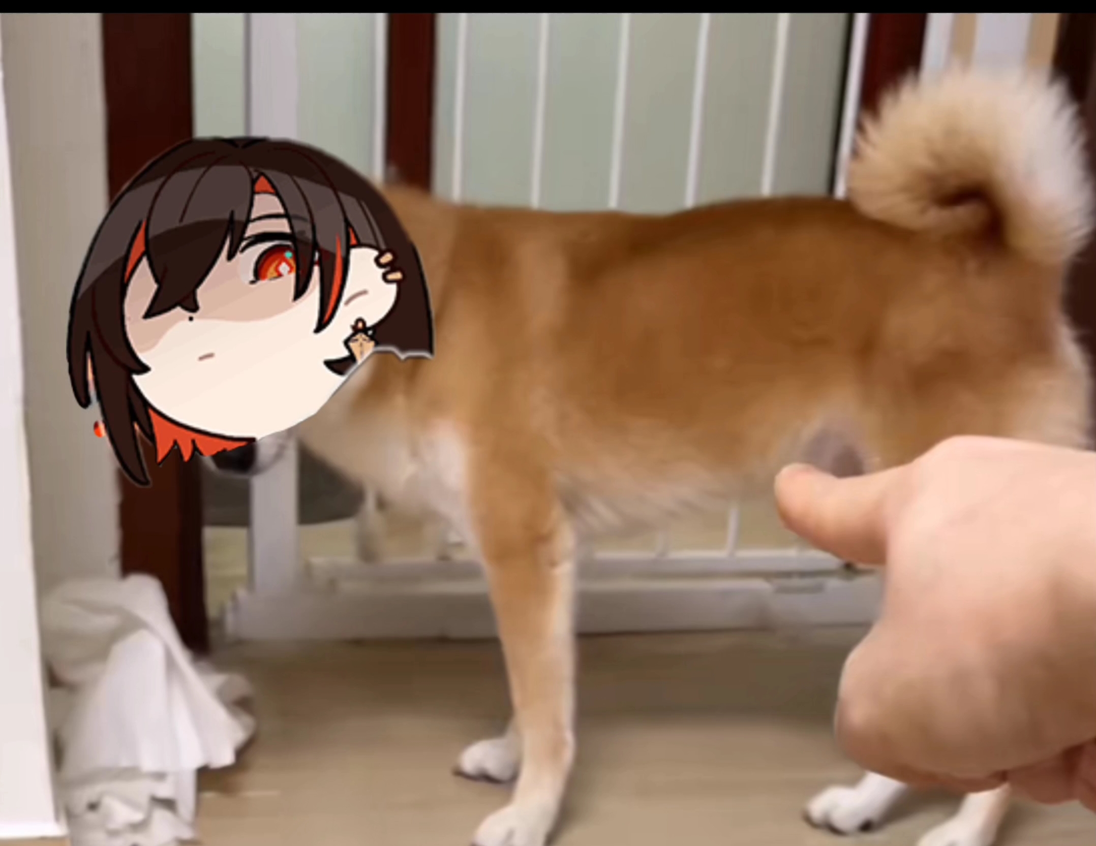 正在与明狠狠对峙的米雪儿喵