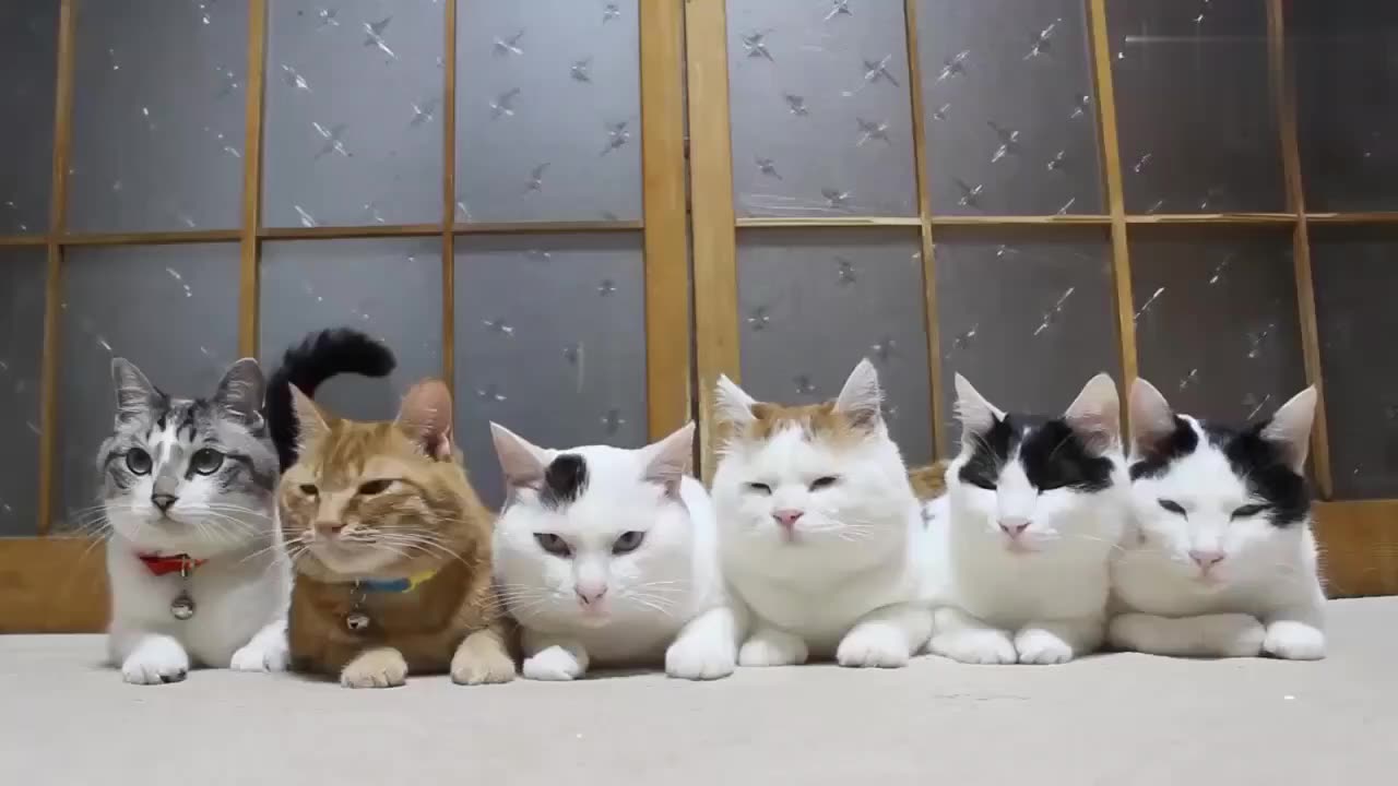 主人用树叶引诱六只猫咪拍大合照,猫咪一点都不配合,猫咪:没小鱼干,这