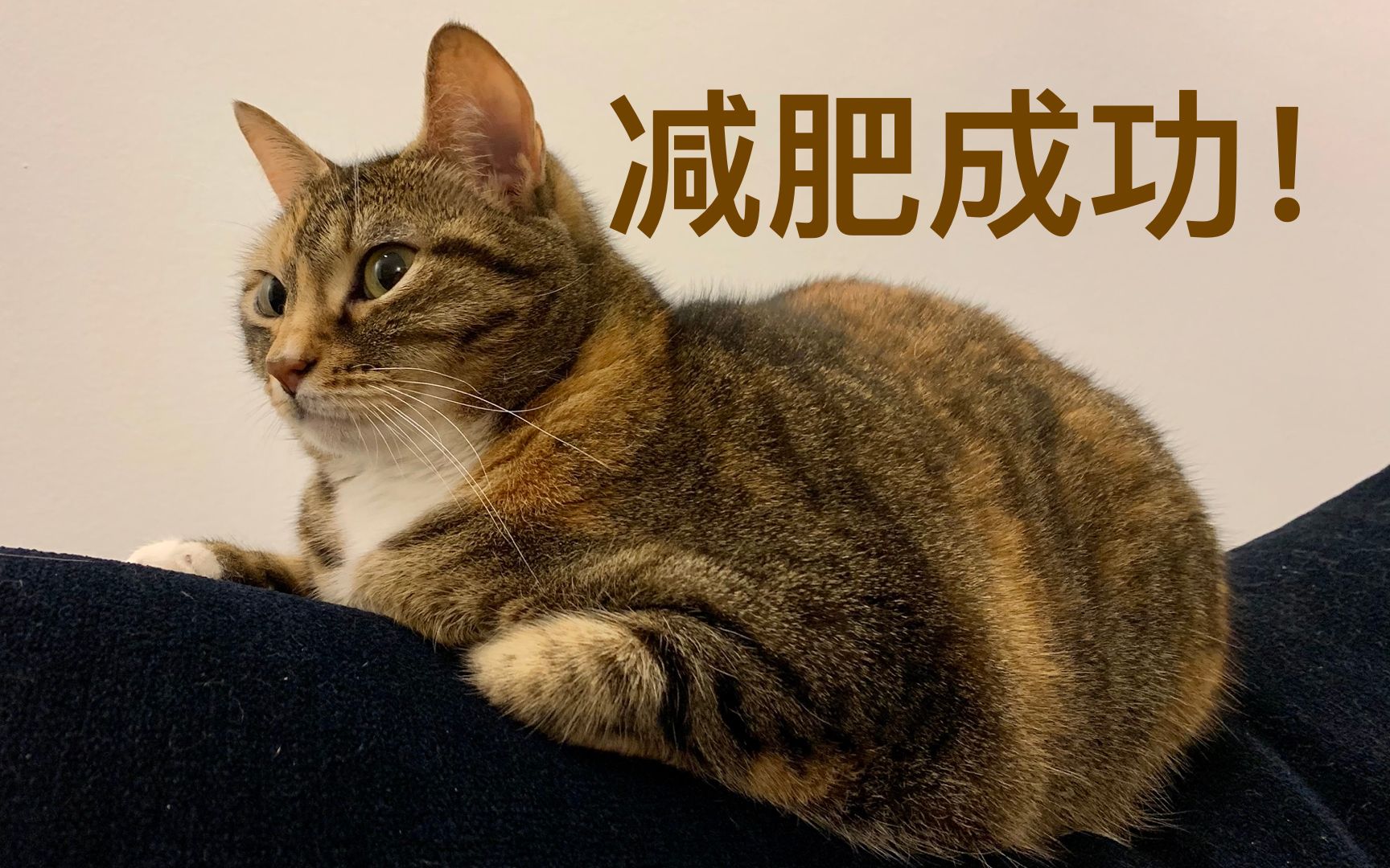 猫咪减肥记|贪吃猫和铲屎官的日常|结尾有彩蛋