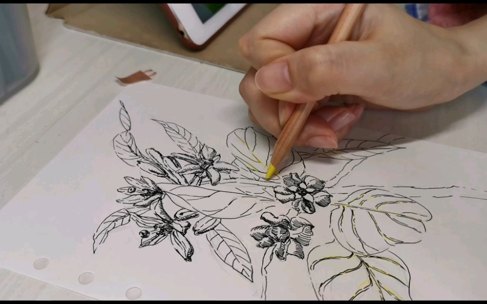 香橼树绘画图片