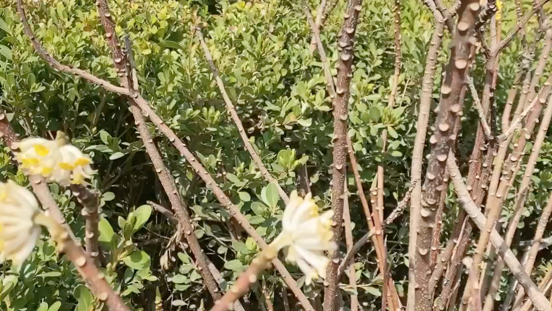 观花植物结香哔哩哔哩bilibili