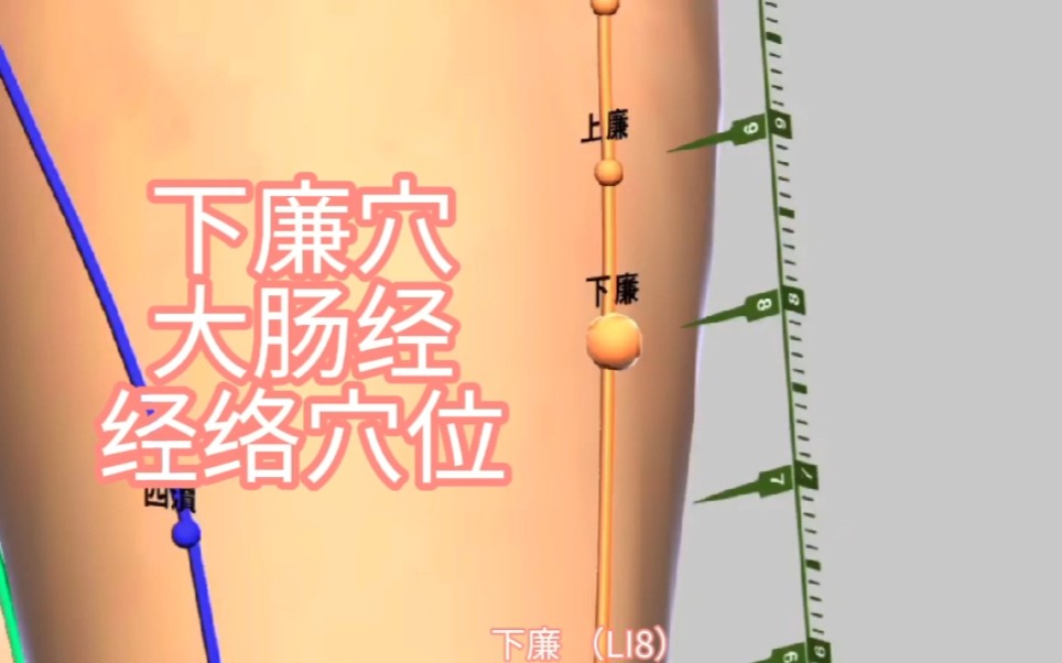 下廉穴大肠经经络穴位