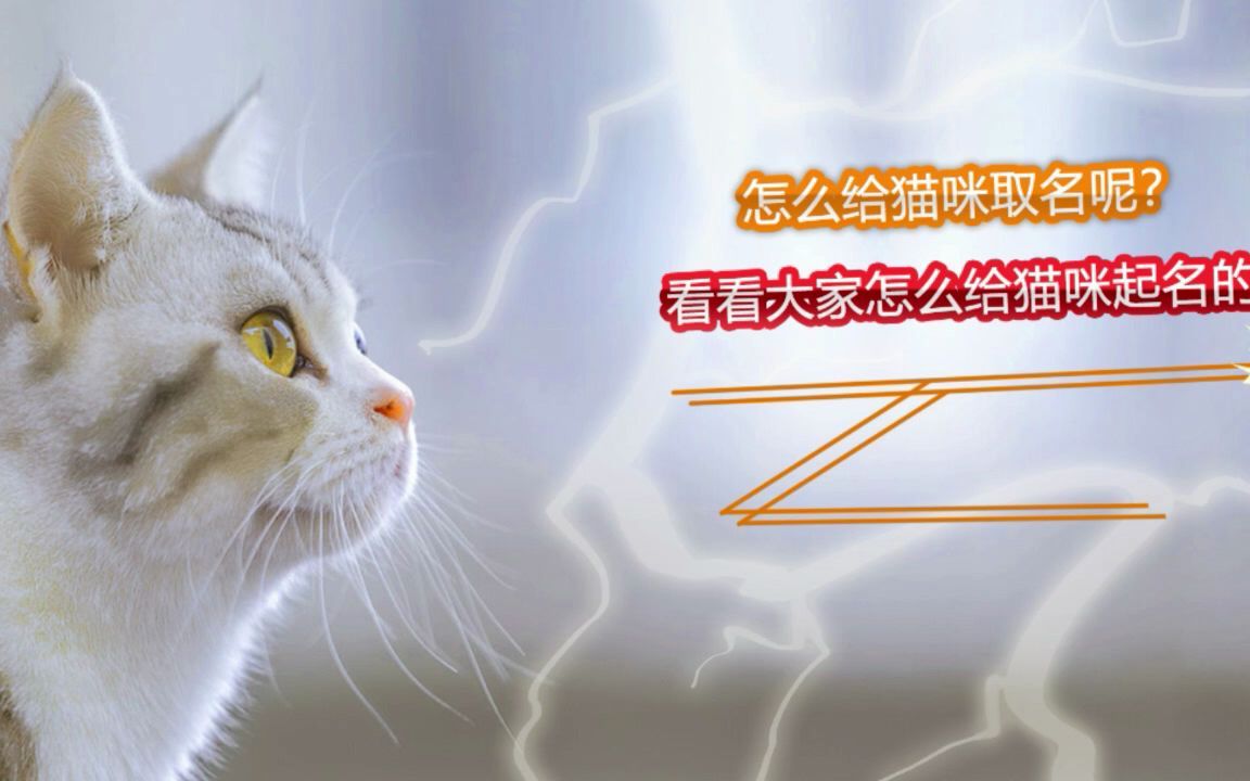 怎么给猫咪取名呢?看看大家怎么给猫咪起名的哔哩哔哩bilibili