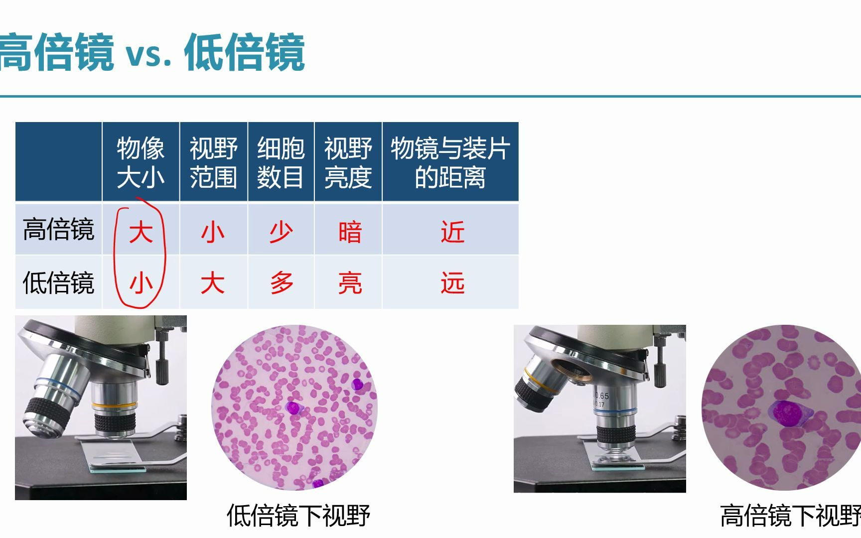 【必修一同步课】121高倍镜的使用高倍显微镜哔哩哔哩bilibili