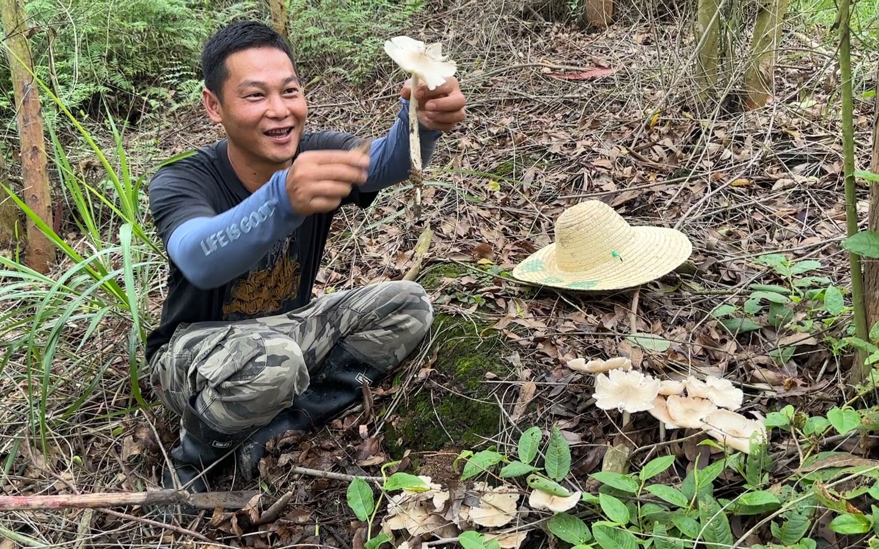 鸡纵菌疯长季节,阿琪走狗屎运山岭里收获满满,拔到手软真过瘾哔哩哔哩bilibili