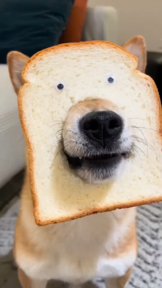 面包狗uber图片