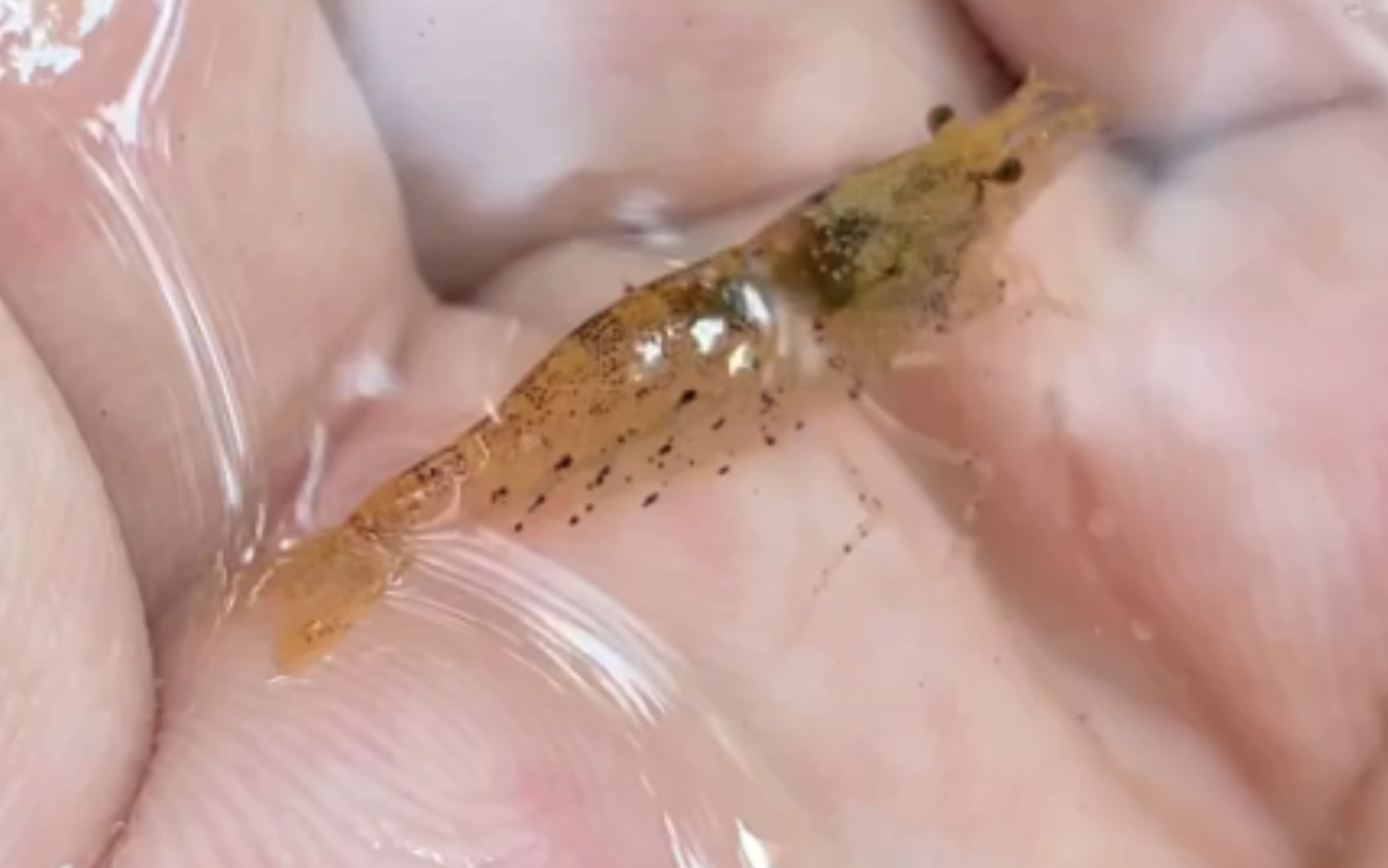 广东山溪中的金色小虾