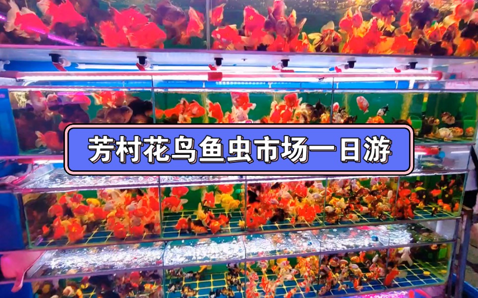 芳村花鸟鱼虫市场太好逛了,观赏鱼价格都很划算,10元100条的玛丽鱼,10元100只的虾,30元一只的手养鹦鹉,墙裂推荐喜欢小动物的朋友们!哔哩哔...