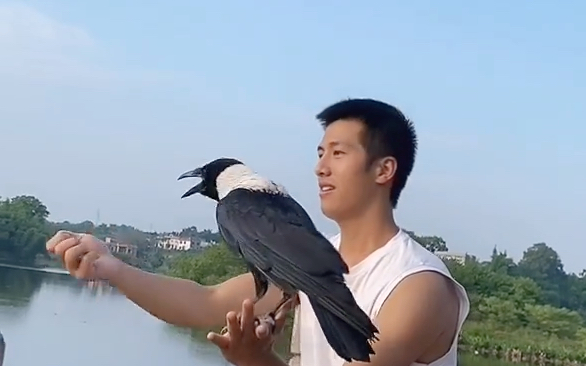 [图]和生活在湖边的乌鸦一起玩耍和喂食，人与自然和谐的相处！