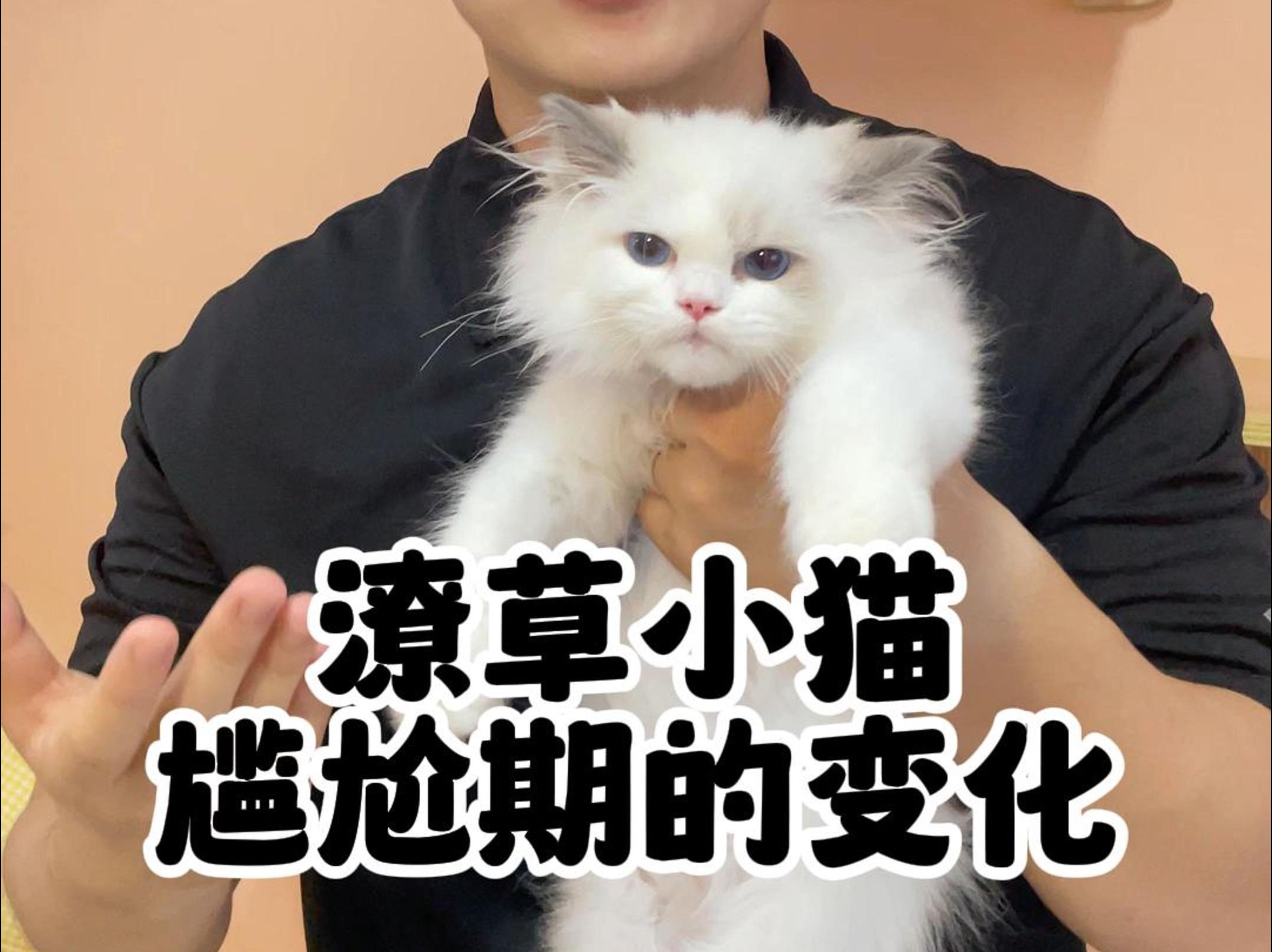 你家小猫尴尬期的变化有多大呢?哔哩哔哩bilibili