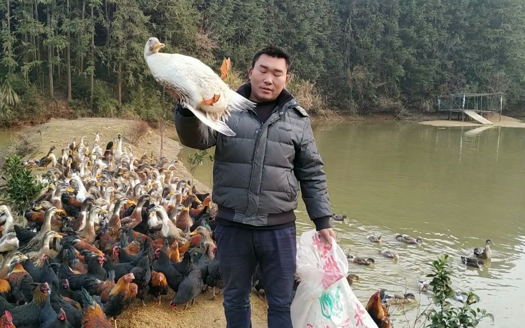 客户要吃鸭子了,胖哥到鱼塘喂完鸭子抓了一只5斤重的,回家杀鸭