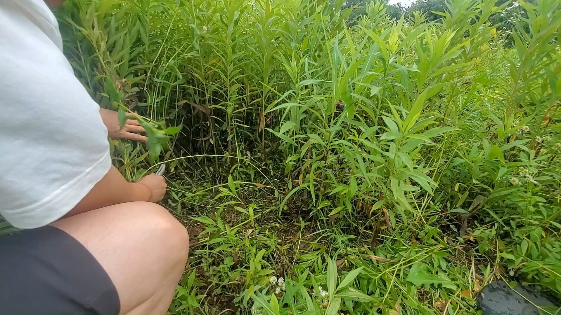 展示一下营地镰刀割草的效率