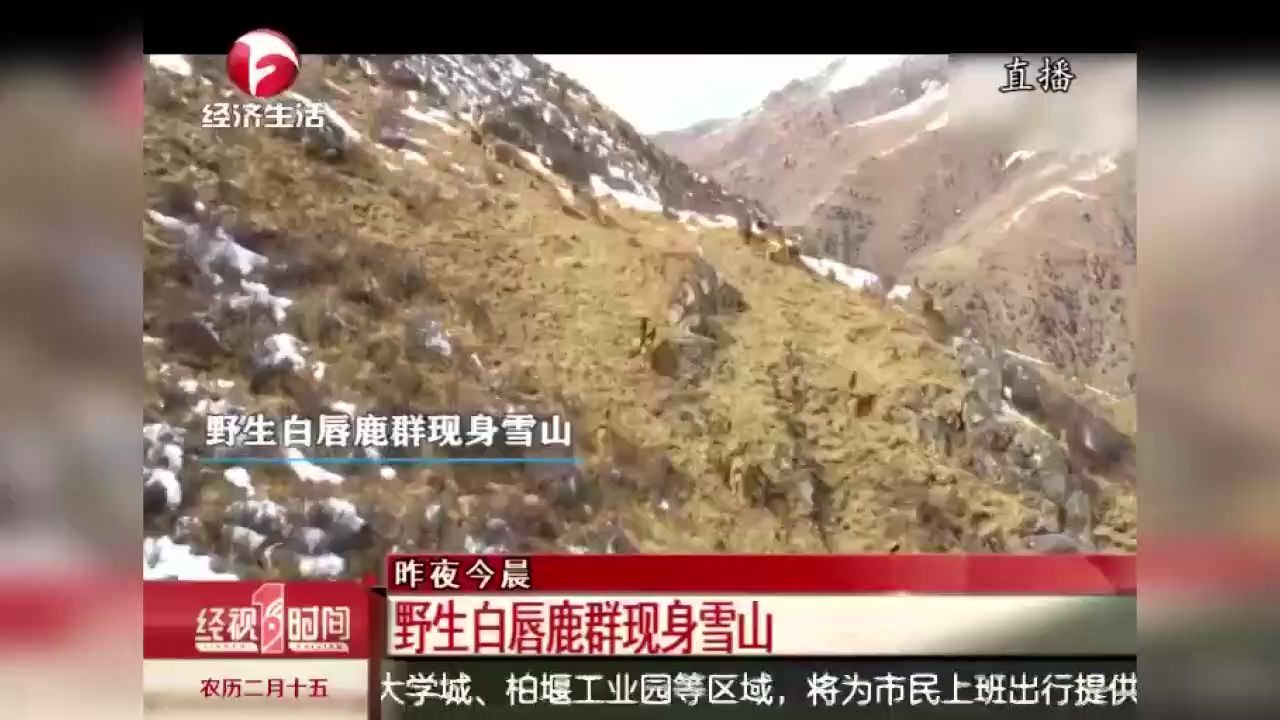 [图]四川甘孜：精灵！野生白唇鹿群现身雪山 场面壮观