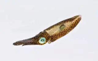 鈴木香里武 搜索结果 哔哩哔哩 Bilibili