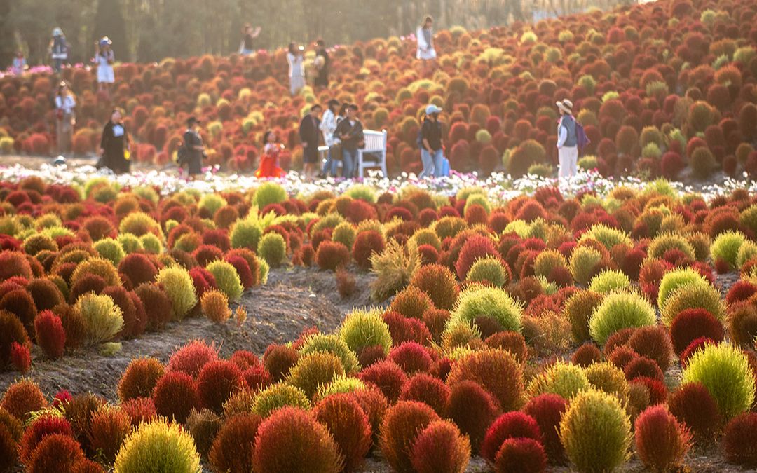 网红打卡!40万株占地200亩,上海最大的地肤花海进入最佳观赏期