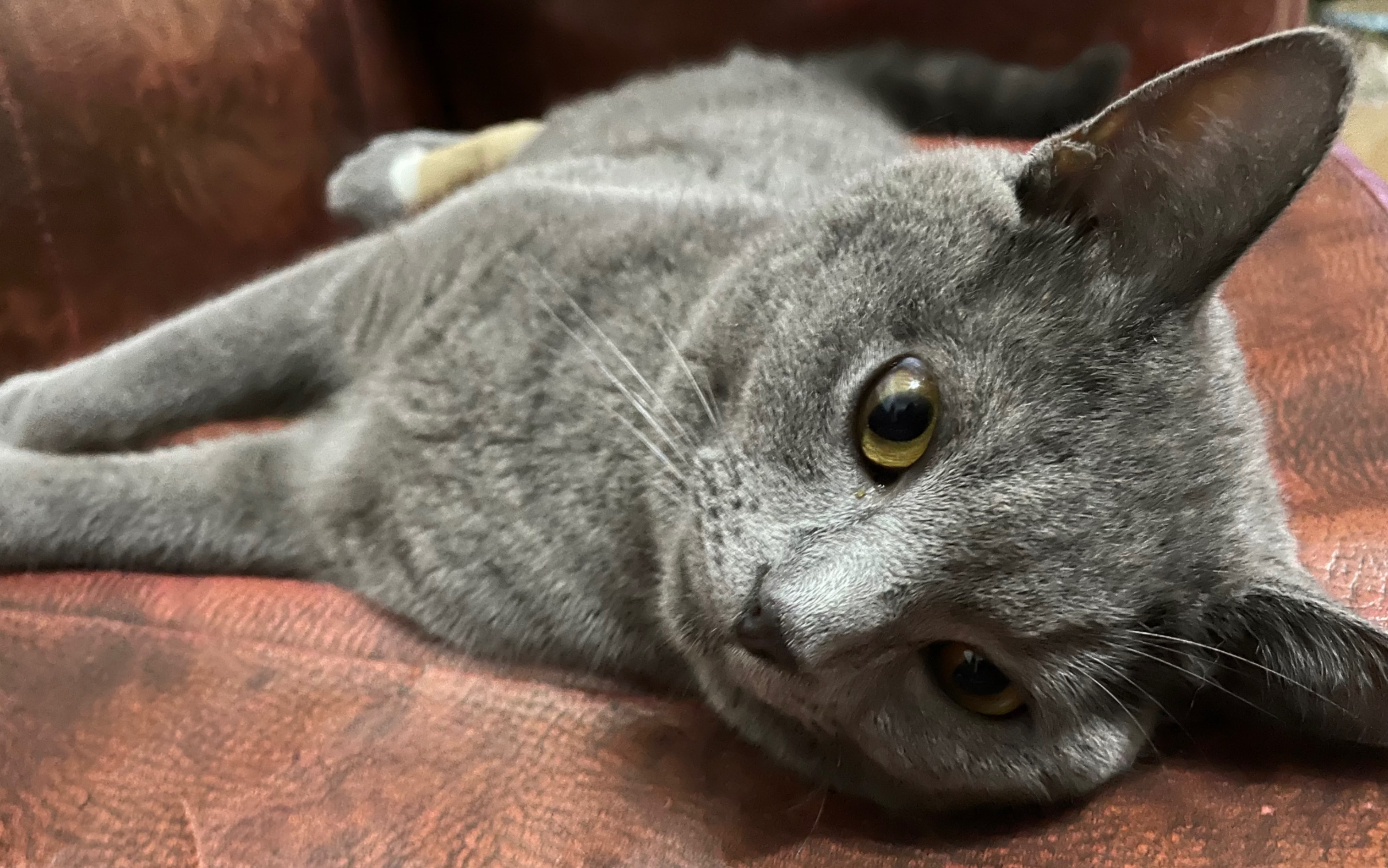 超威蓝猫的术后生活